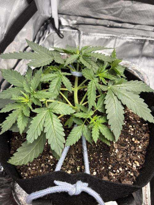Second grow. Week 4