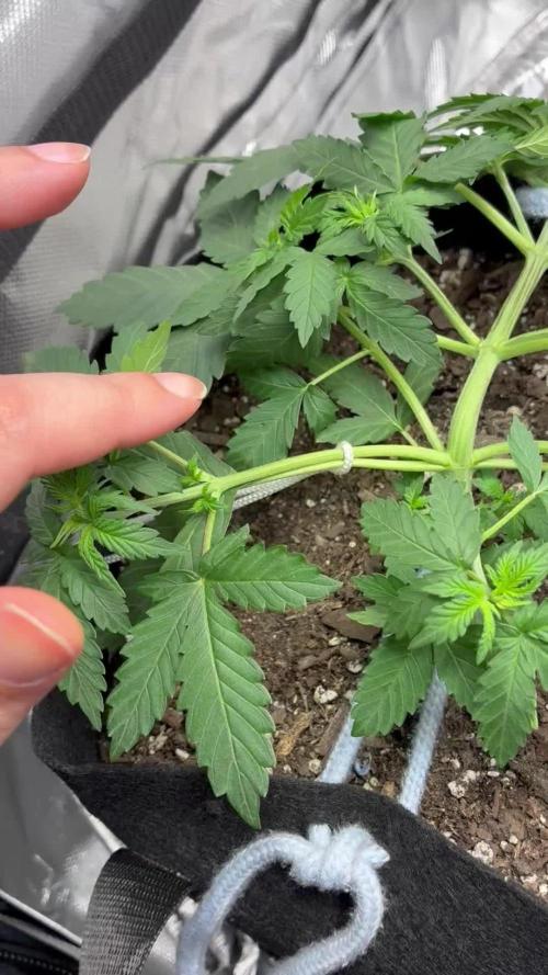 Second grow