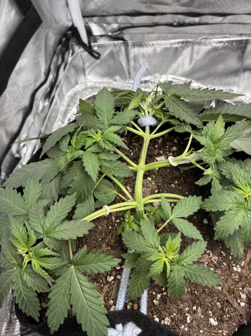 Second grow. Week 4