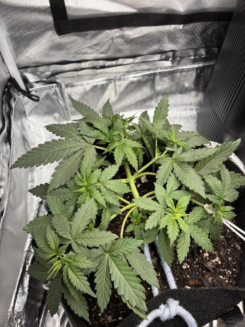Second grow. Week 4