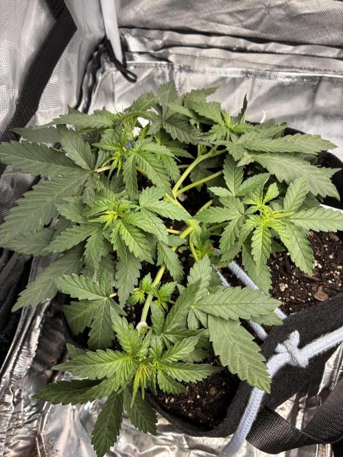 Second grow. Week 4