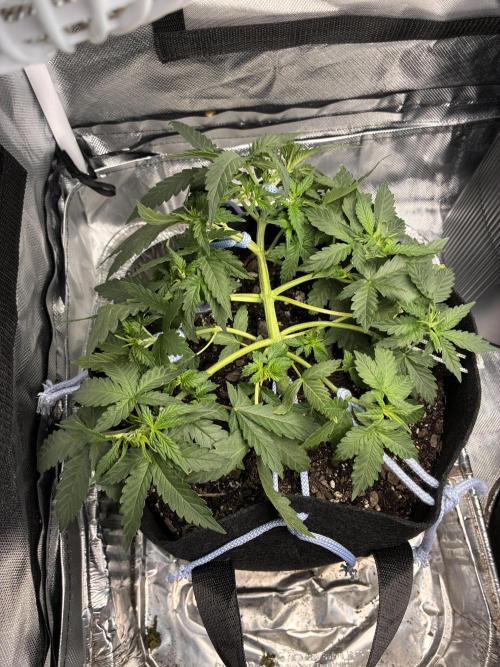 Second grow. Week 5