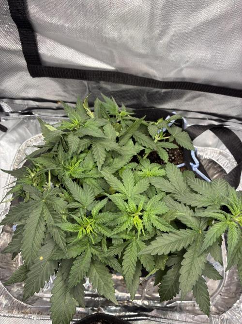 Second grow. Week 5