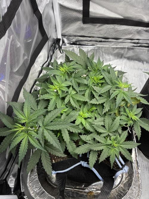 Second grow. Week 5
