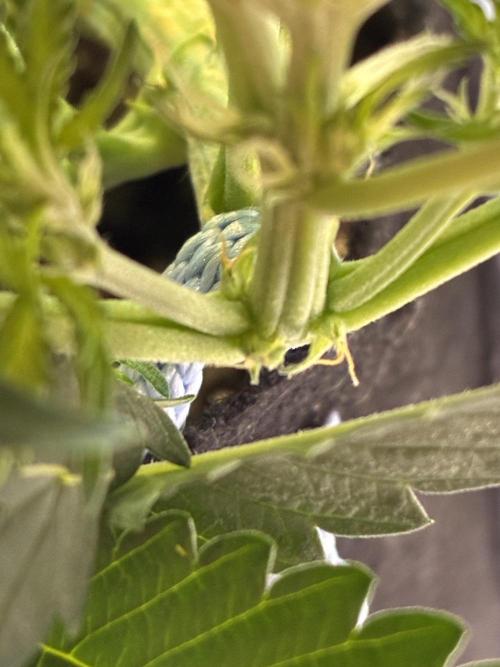 Second grow. Week 5 - First little white hairs appeared 