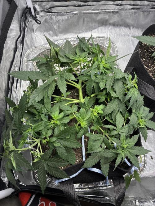 Second grow. Week 5