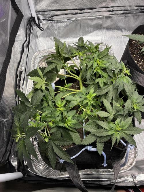 Second grow. Week 5