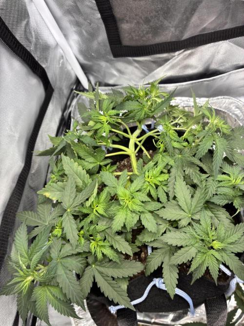 Second grow. Week 5