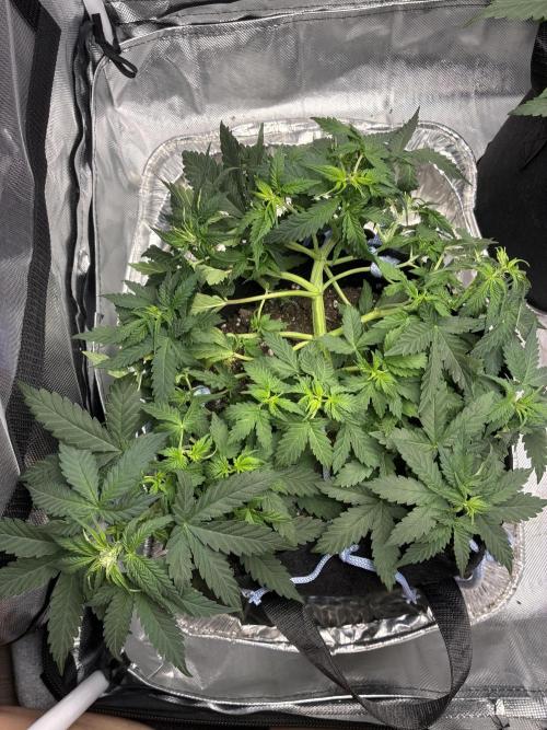 Second grow. Week 5 - Day 36 