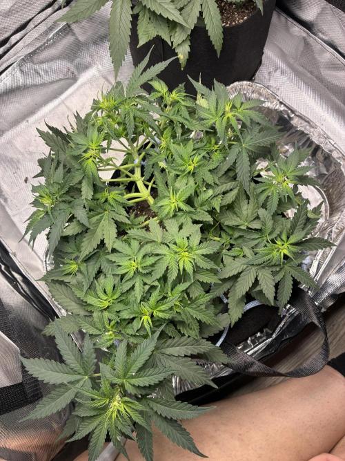 Second grow. Week 6