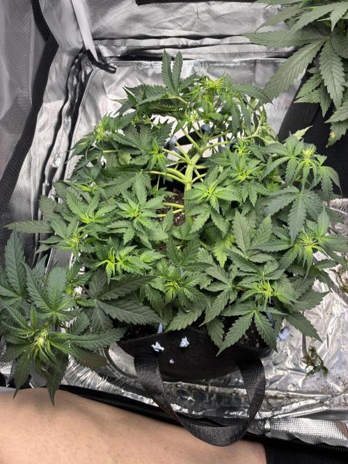 Second grow. Week 6