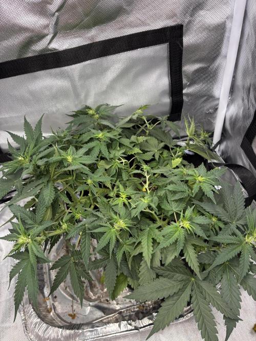 Second grow. Week 6