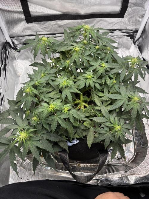 Second grow. Week 6