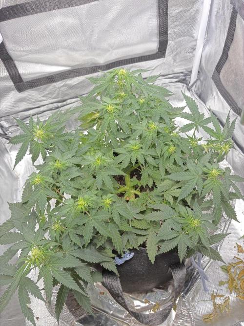 Second grow. Week 6
