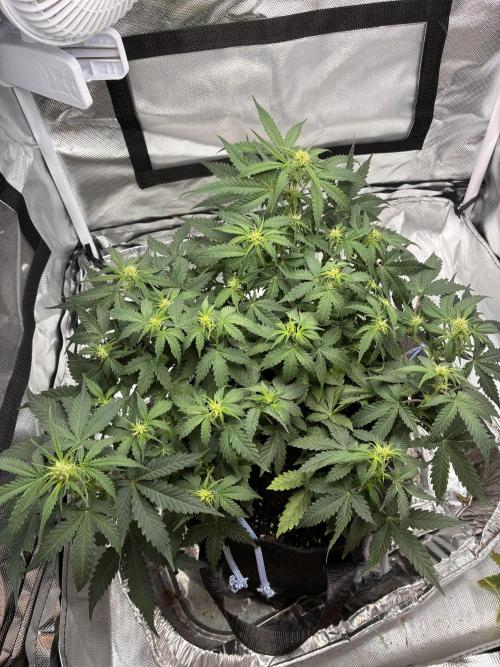 Second grow. Week 7