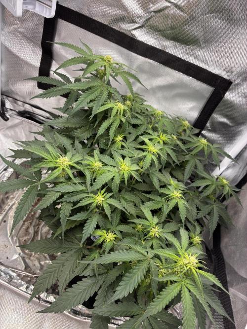 Second grow. Week 7