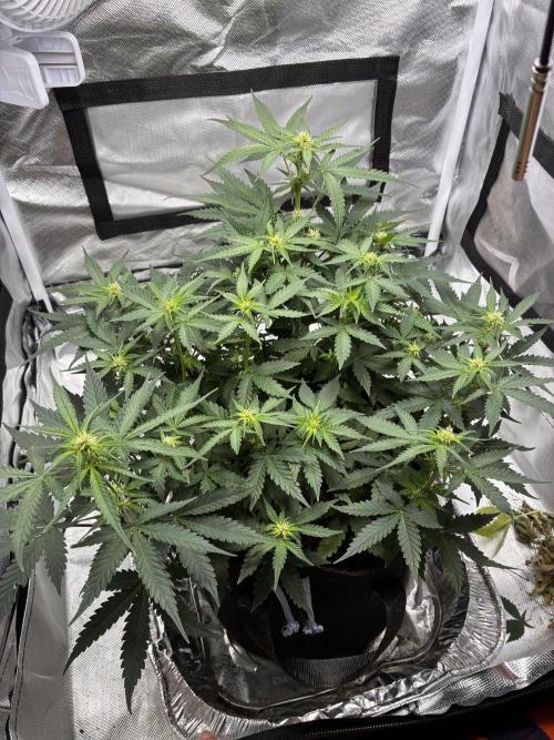 Second grow. Week 7