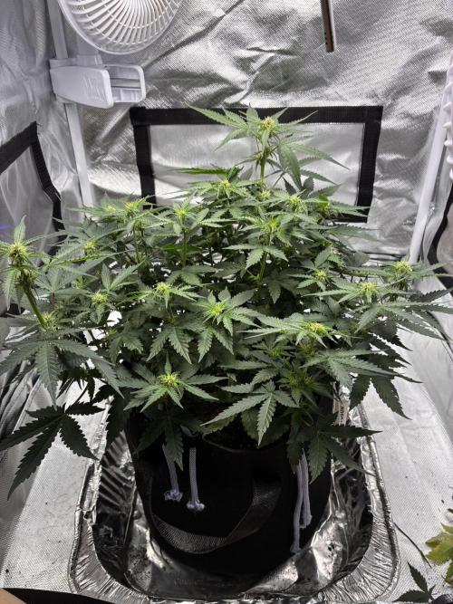 Second grow. Week 7