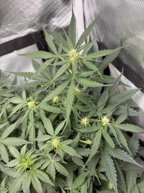 Second grow. Week 7