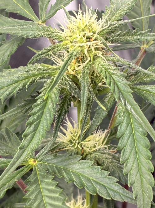 Second grow. Week 7
