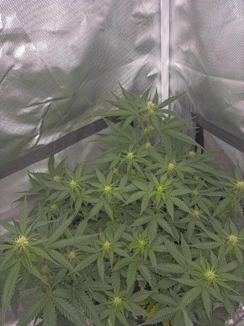 Second grow. Week 7