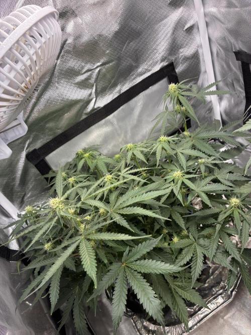 Second grow. Week 7