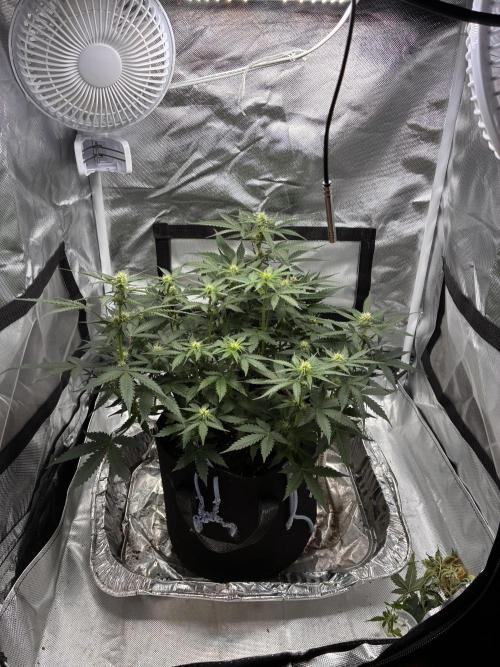 Second grow. Week 7