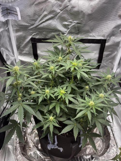 Second grow. Week 7 - Day 50 