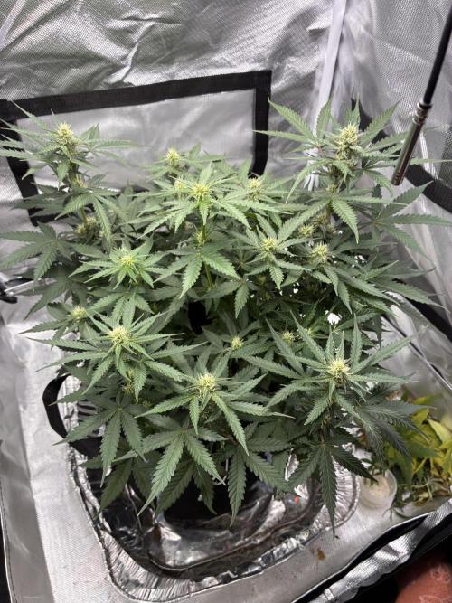 Second grow. Week 8