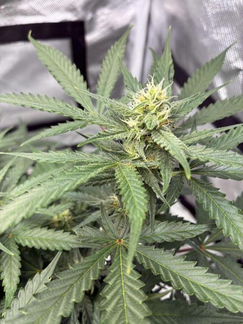 Second grow. Week 8