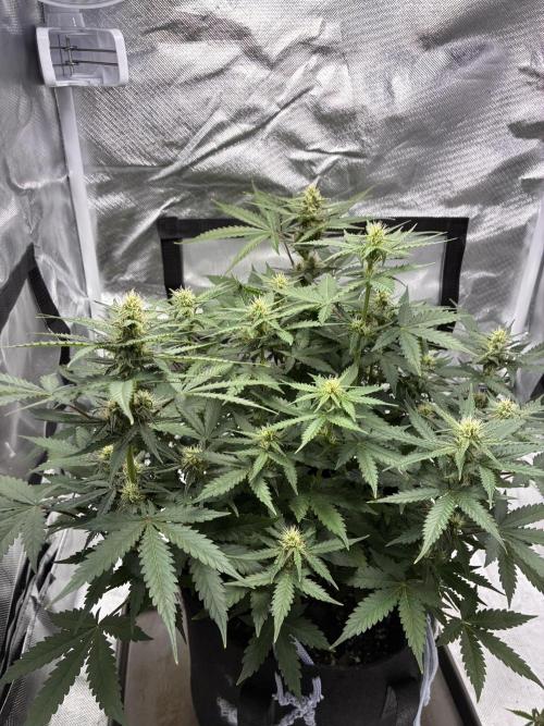 Second grow. Week 8