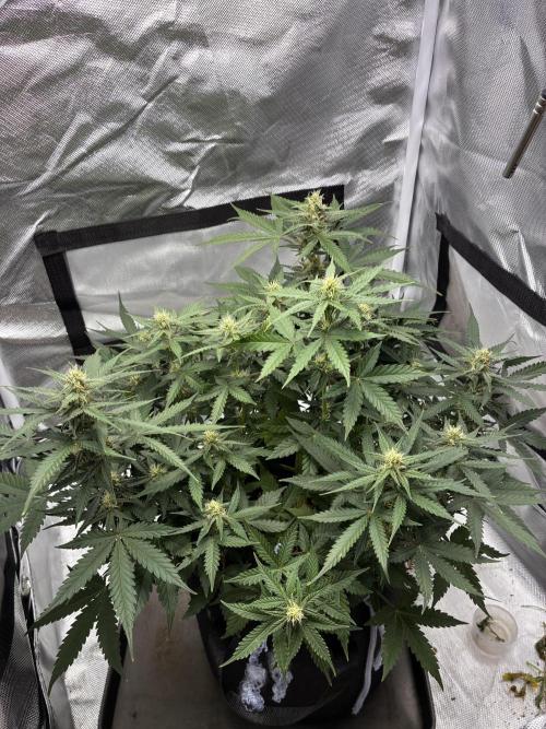 Second grow. Week 8