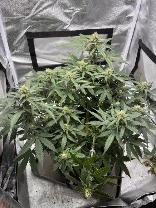 Second grow. Week 8