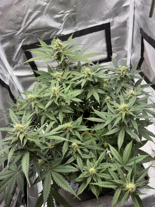Second grow. Week 8