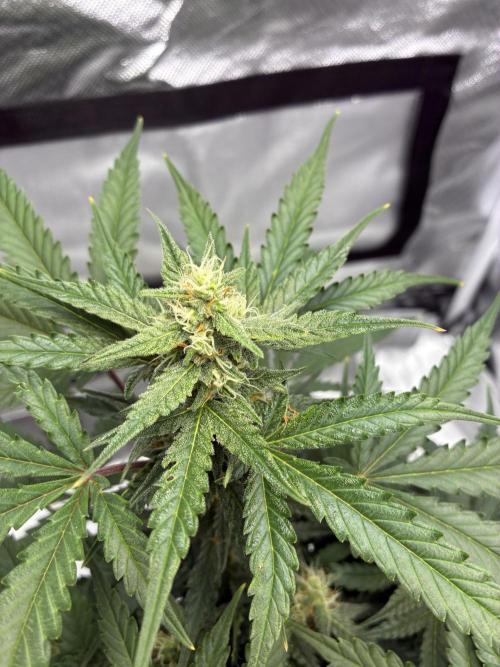 Second grow. Week 8