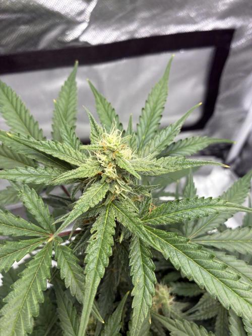 Second grow. Week 8