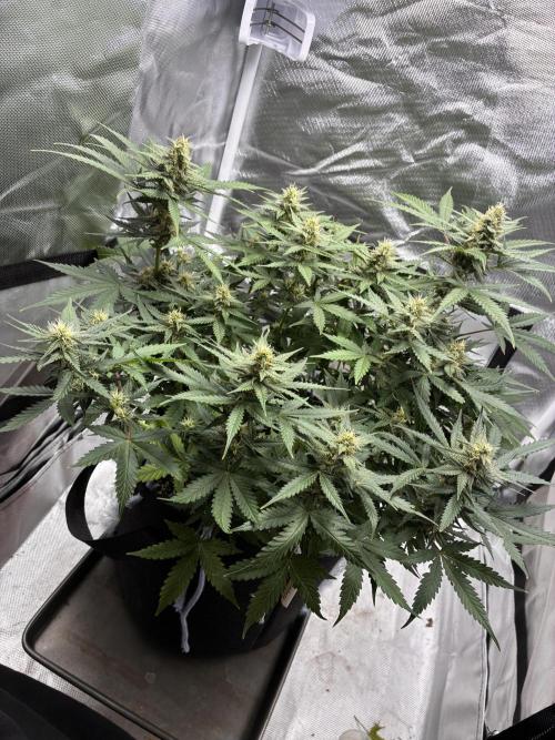 Second grow. Week 9