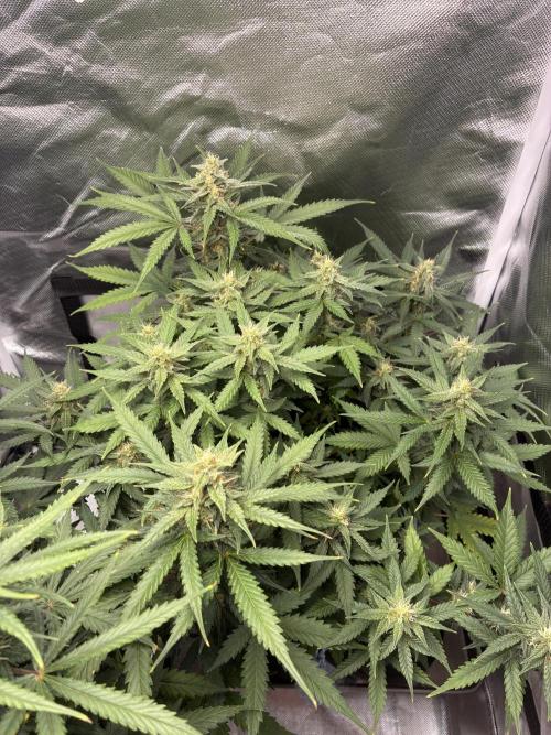 Second grow. Week 9