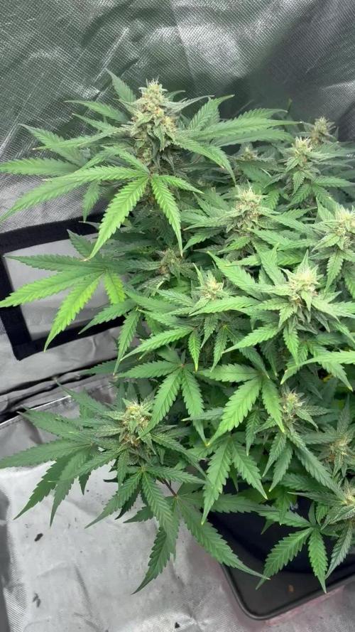 Second grow
