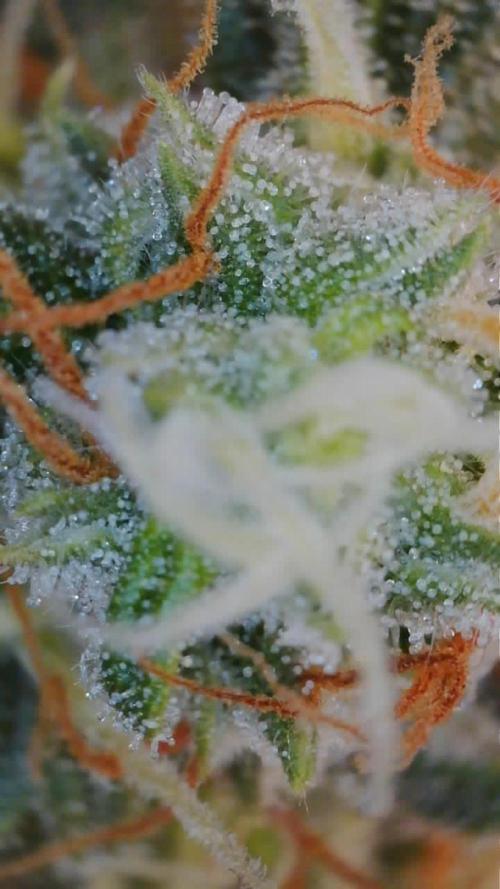 Second grow. Week 9