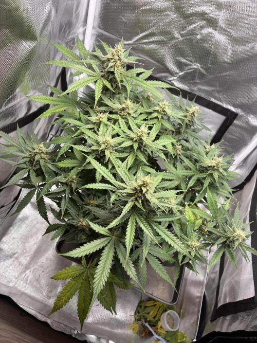 Second grow. Week 10