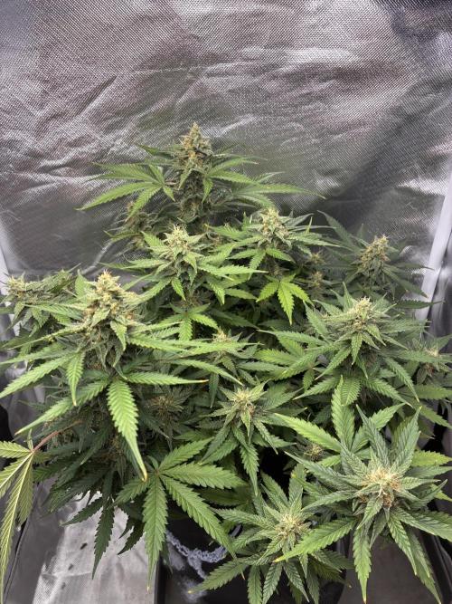 Second grow. Week 10