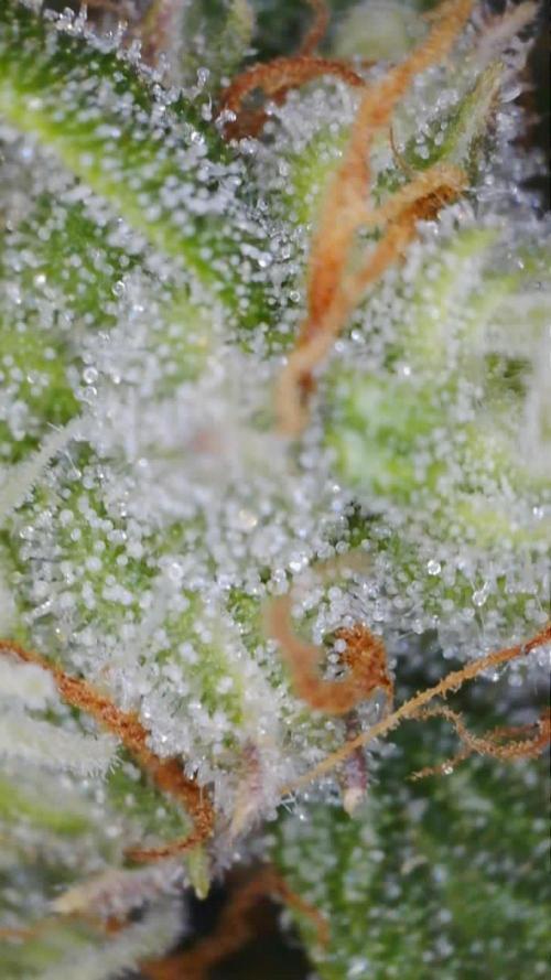 Second grow. Week 10