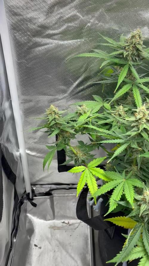 Second grow