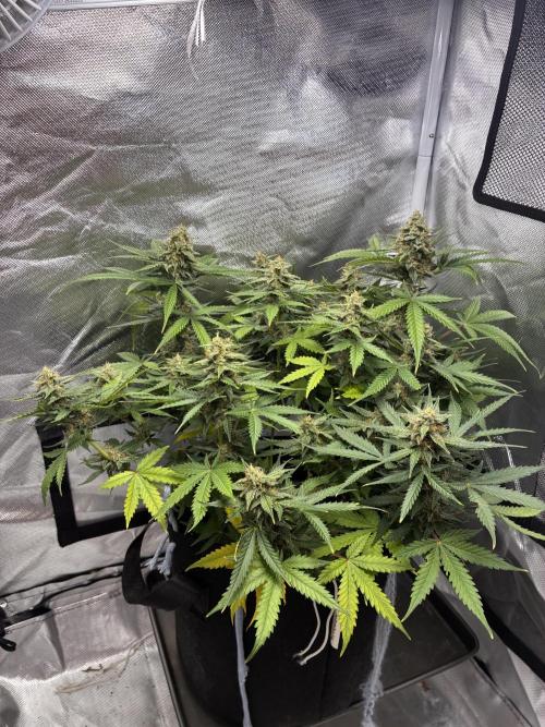 Second grow. Week 10