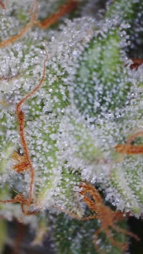 Second grow. Week 10