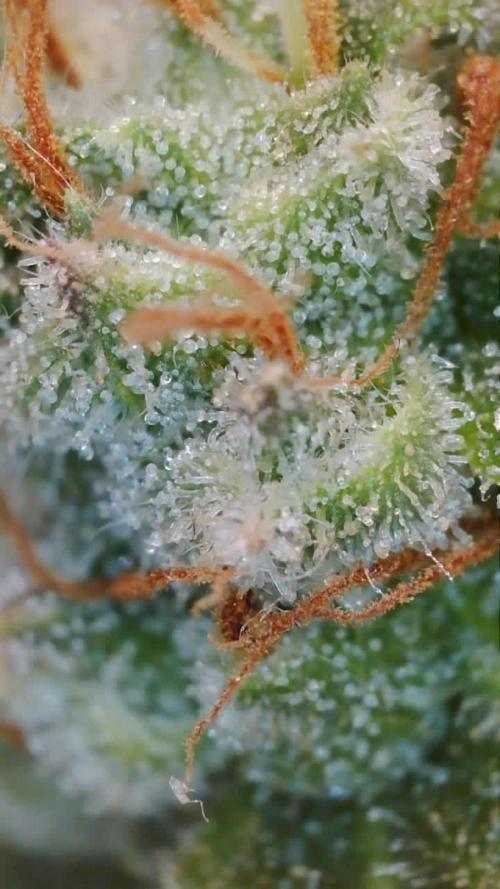 Second grow. Week 11