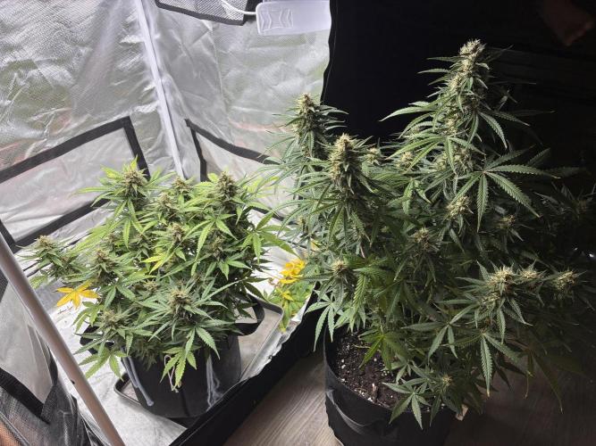 Second grow. Week 11 - My lst plant compared to her none lst sister lol 