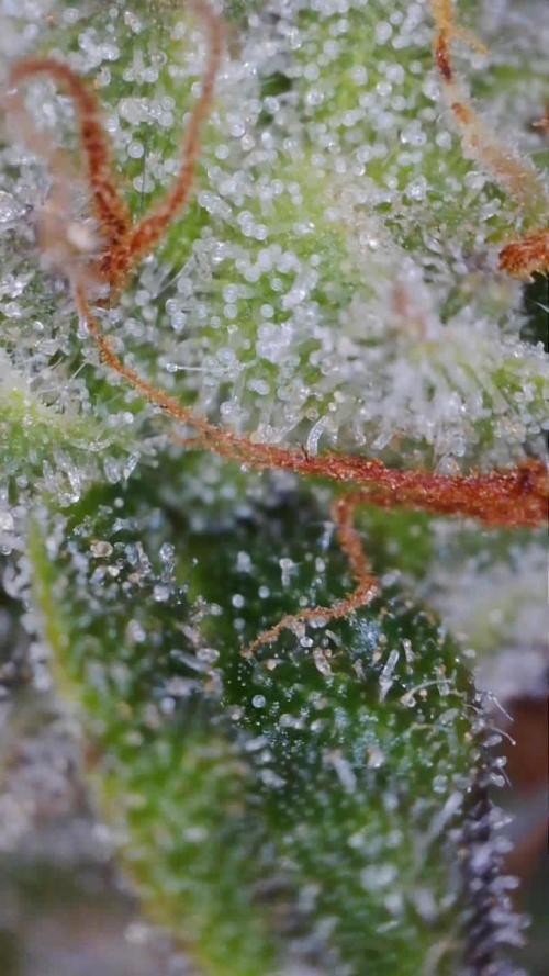 Second grow. Week 11
