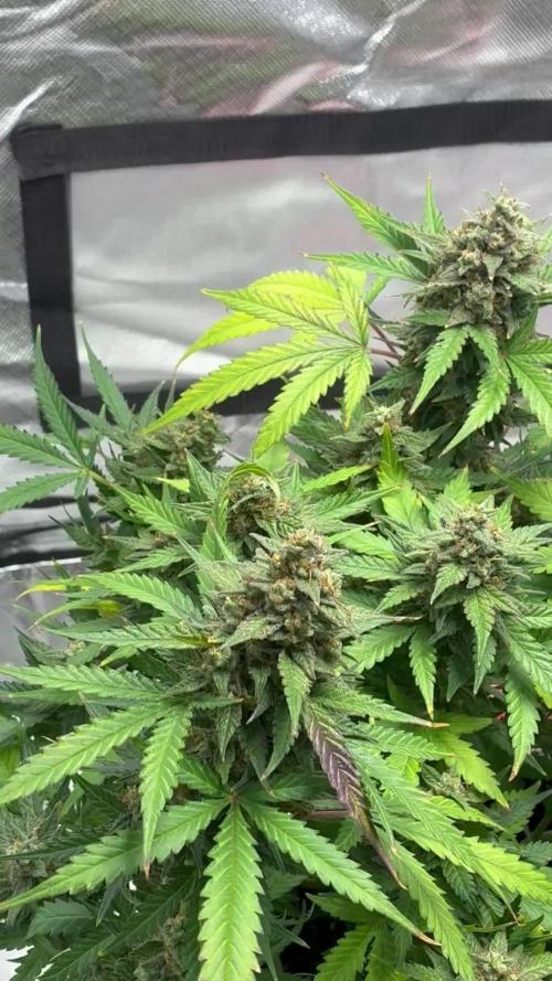 Second grow